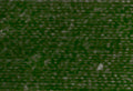 A swatch of Mettler Silk Finish 50 Thread Cypress 0886