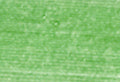 A swatch of Mettler Silk Finish 50 Thread Jade Lime 1527