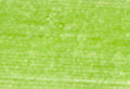 A swatch of Mettler Silk Finish 50 Thread Bright Lime Green 1528