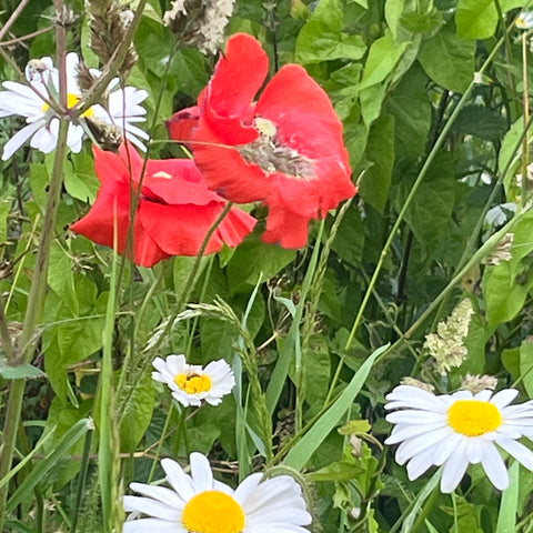 local flora